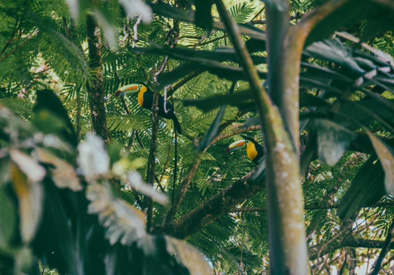 Arenal Descanso La Fortuna Exterior photo